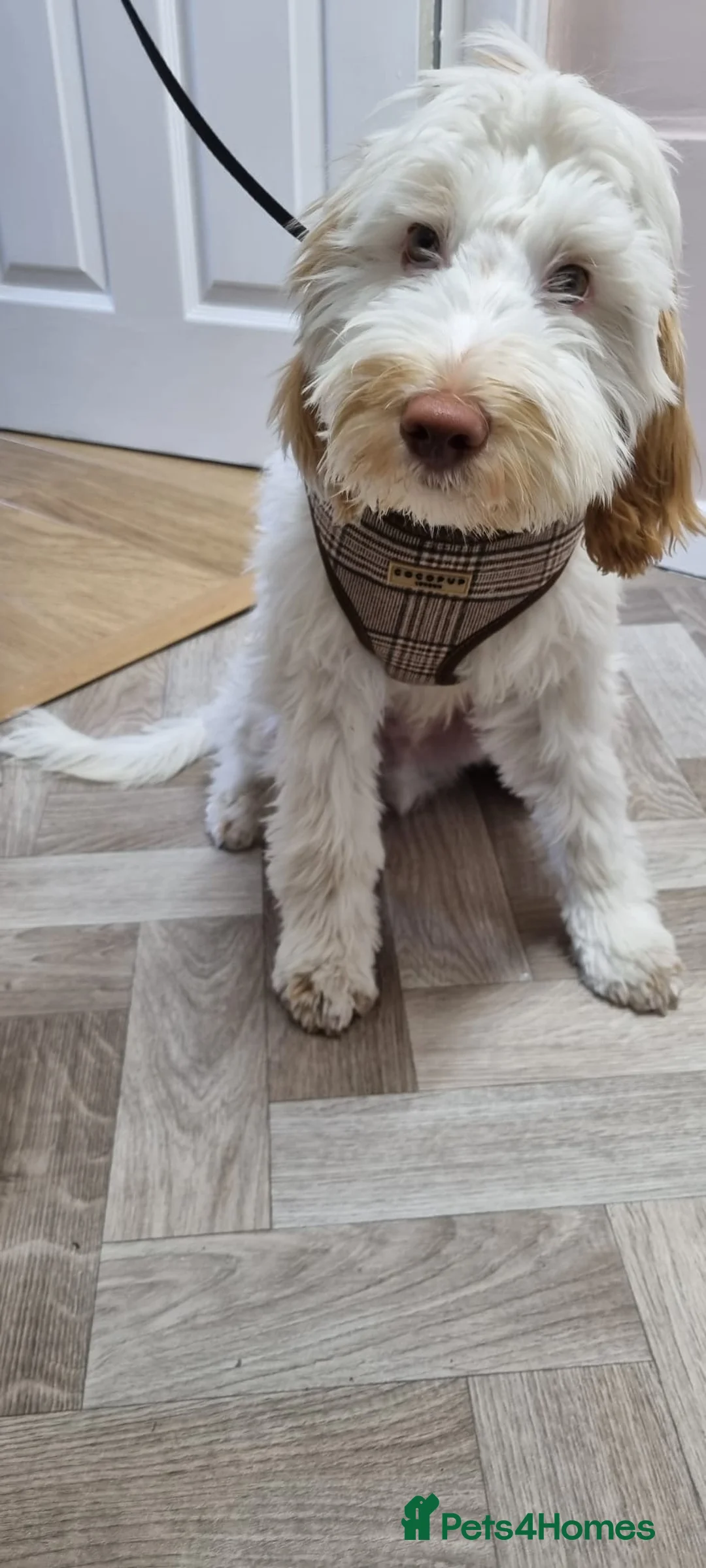 Cavapoo dogs for sale: 17 month old Cavapoo in Warrington - Advert 4