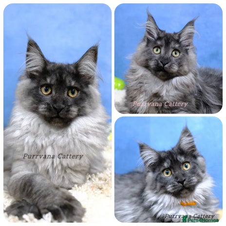 Maine Coon cats - Advert 1