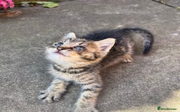 Mixed Breed cats for sale: Kittens for sale please read description  - Image 1