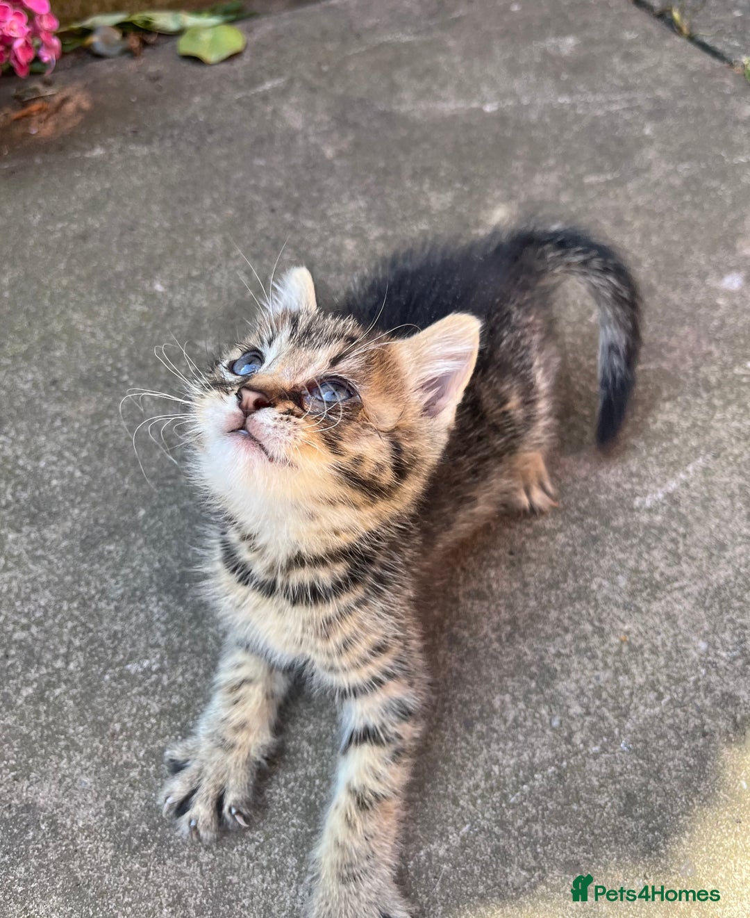 Mixed Breed cats for sale: Kittens for sale please read description  - Image 1