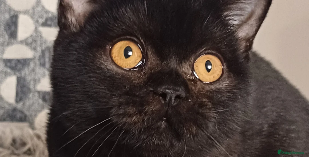 British Shorthair cats for sale: Loving Black male pedigree British Shorthair - Advert 1