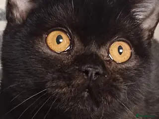 British Shorthair cats Loving Black male pedigree British Shorthair - Advert 14