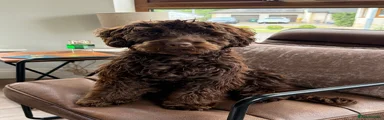 Cockapoo 3