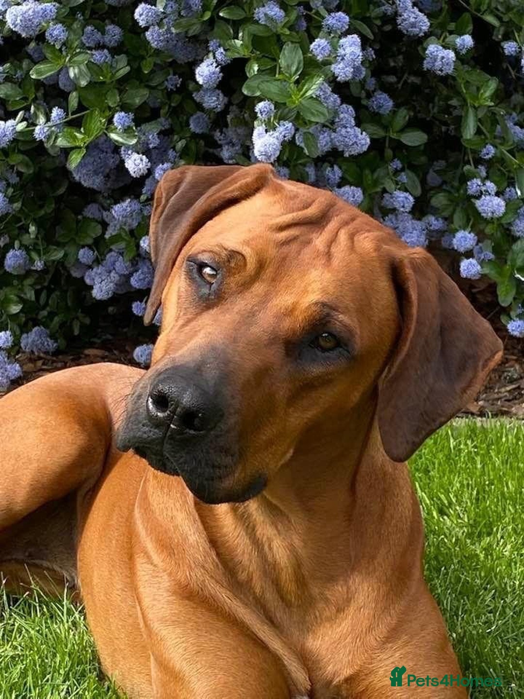 Rhodesian Ridgeback dogs for sale: Skyleridge Ridgebacks  - Advert 8