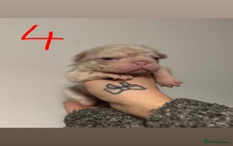 French Bulldog dogs for sale: Pink testable **s 🩷💙🍫🍪🔥 - Image 5