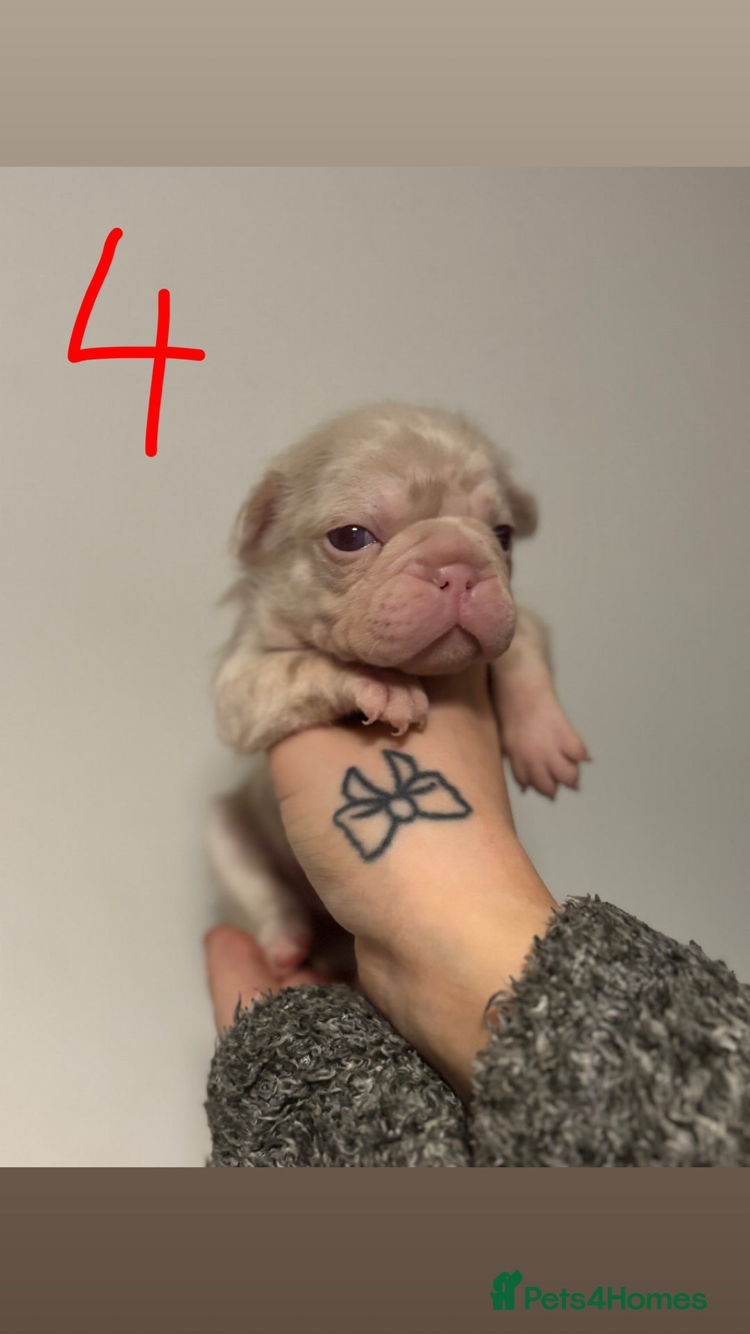 French Bulldog dogs for sale: Pink testable **s 🩷💙🍫🍪🔥 - Image 5