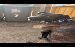Mixed Breed dogs for sale: Meet chase - Image 4