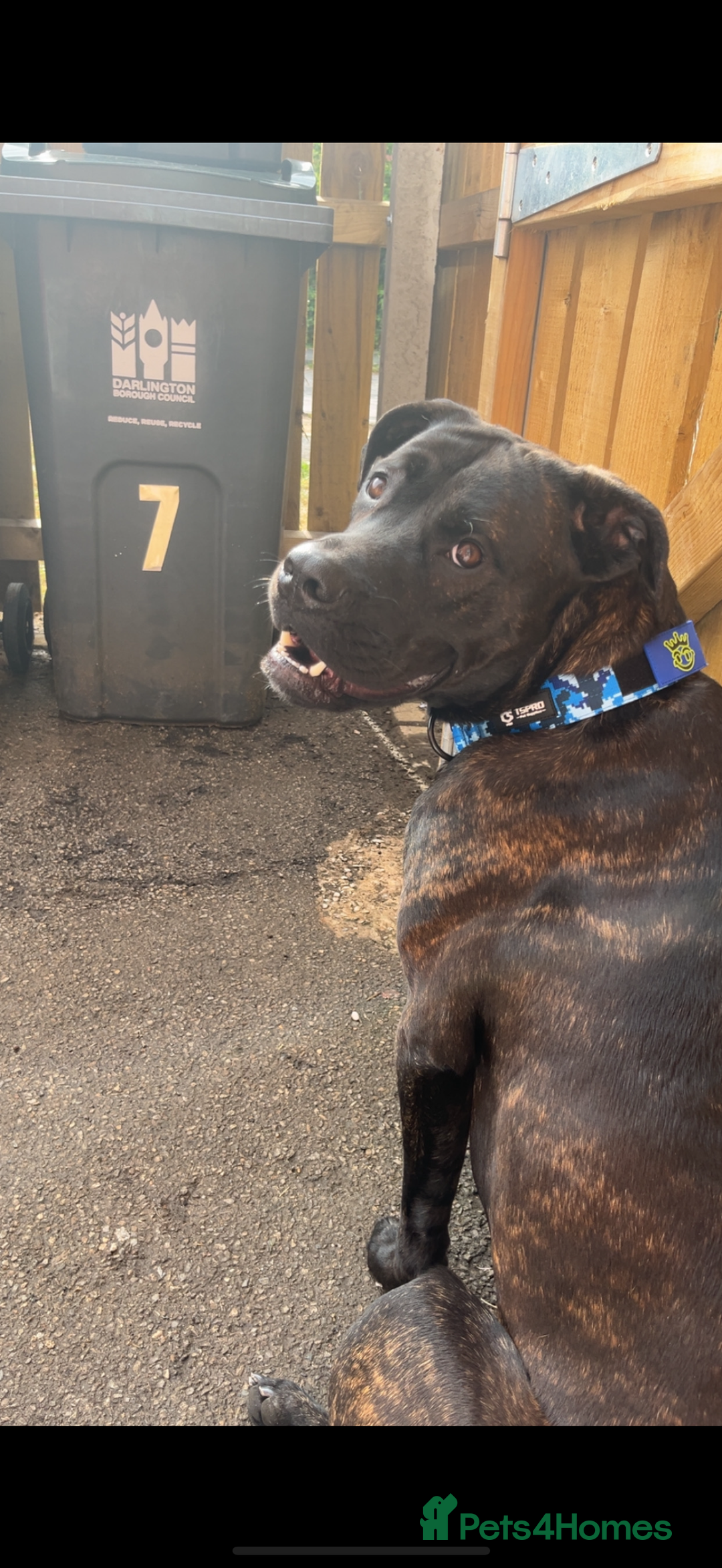 Mixed Breed dogs for sale: Meet chase - Image 4