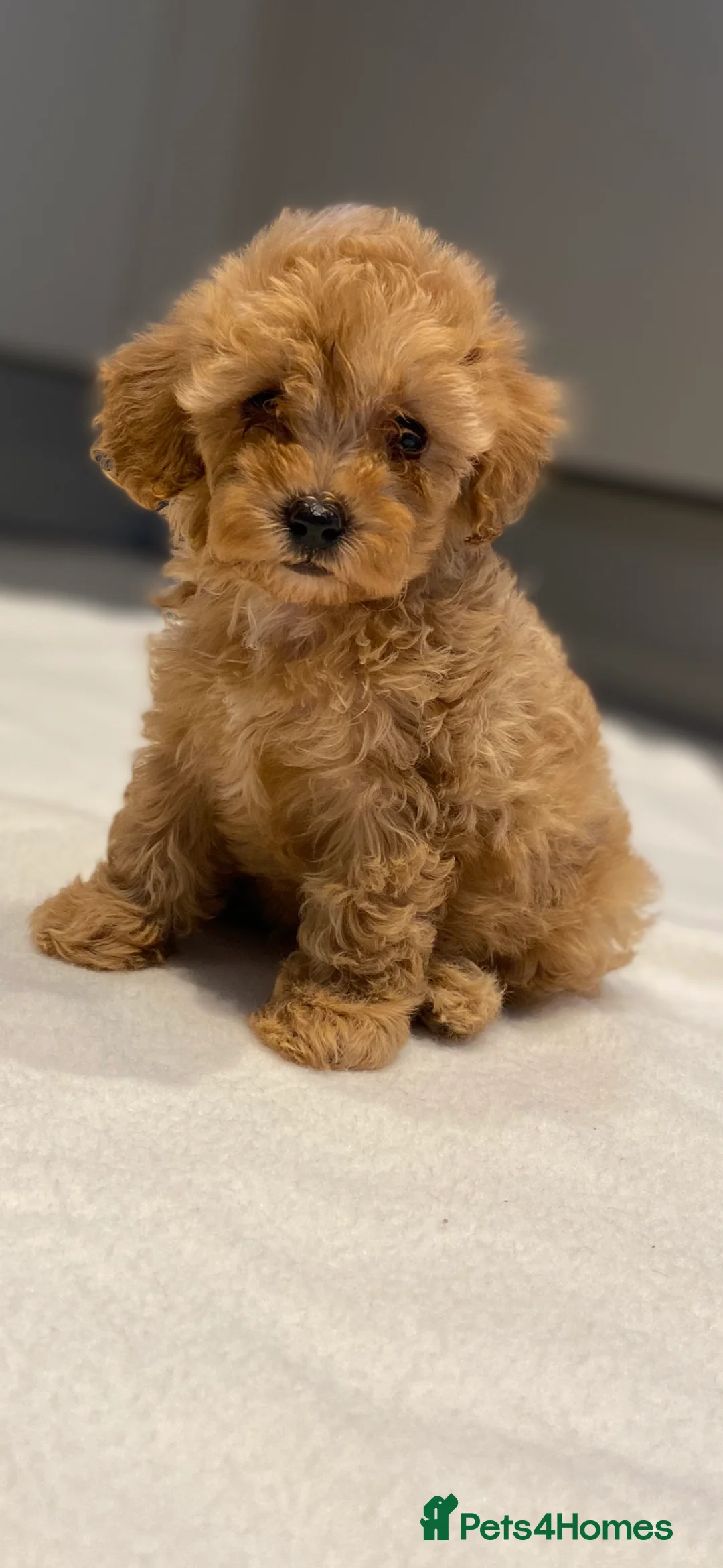 Cavapoo dogs for sale: Stunning toy Cavapoos  - Advert 6