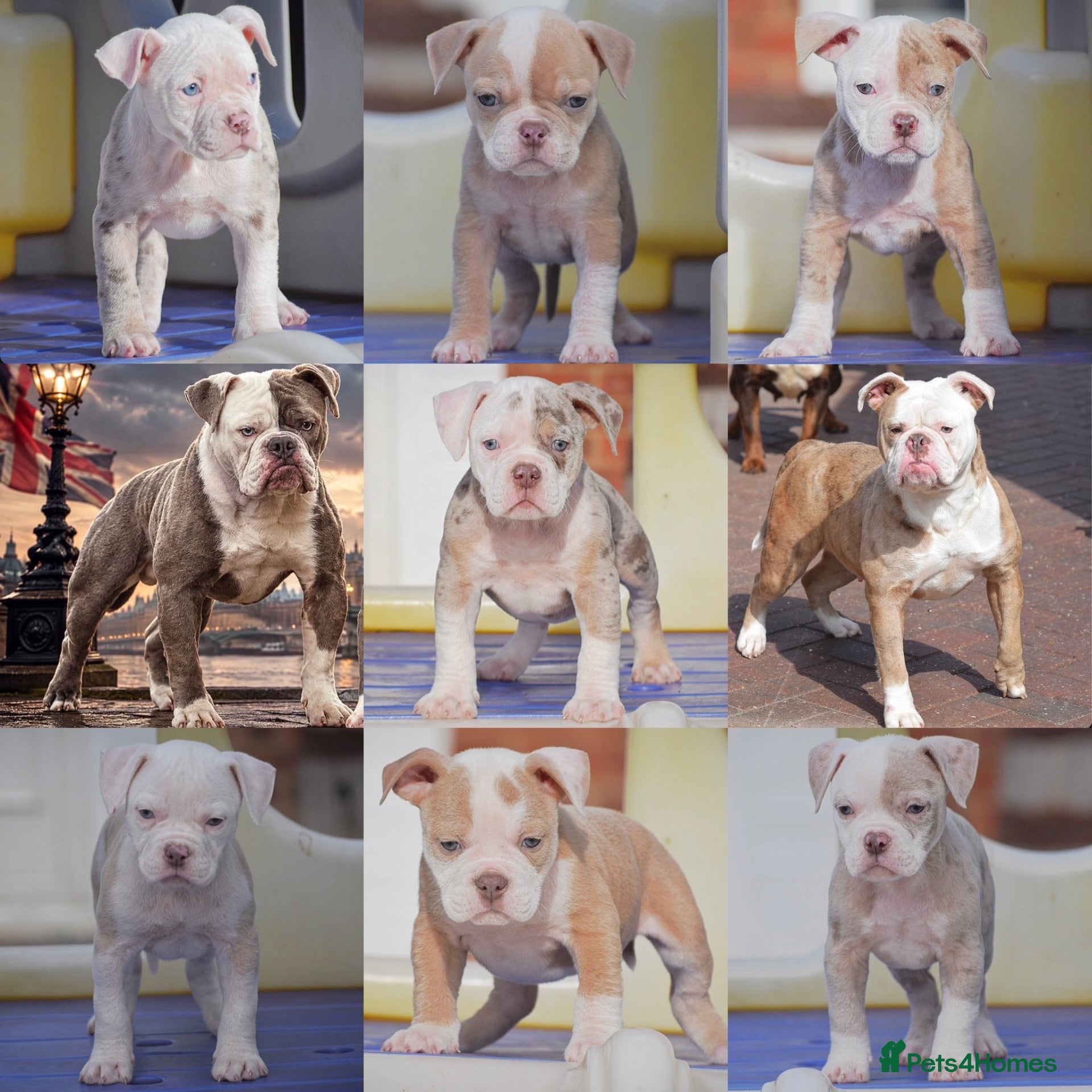 Olde English Bulldogge dogs DONT LET YOUR DREAMS JUST BE DREAMS  - Advert 15