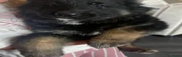 German Shepherd dogs for sale: German shepherd straight back puppies - Advert 11