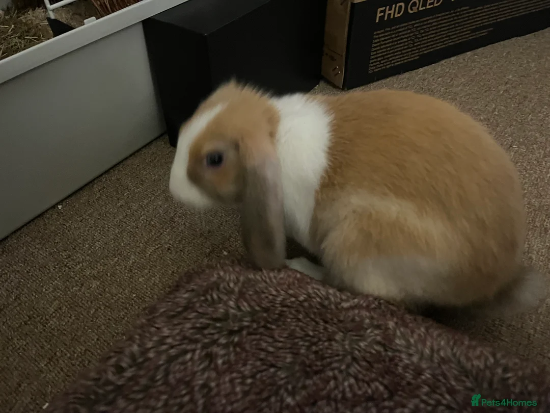 Mixed Breed rabbits for sale: cute and playful bunny with all her stuff - Advert 3