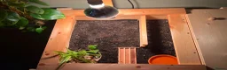 Tortoise reptiles for sale: Male? Horsfield Tortoise & Indoor set up Paid £350 - Advert 8