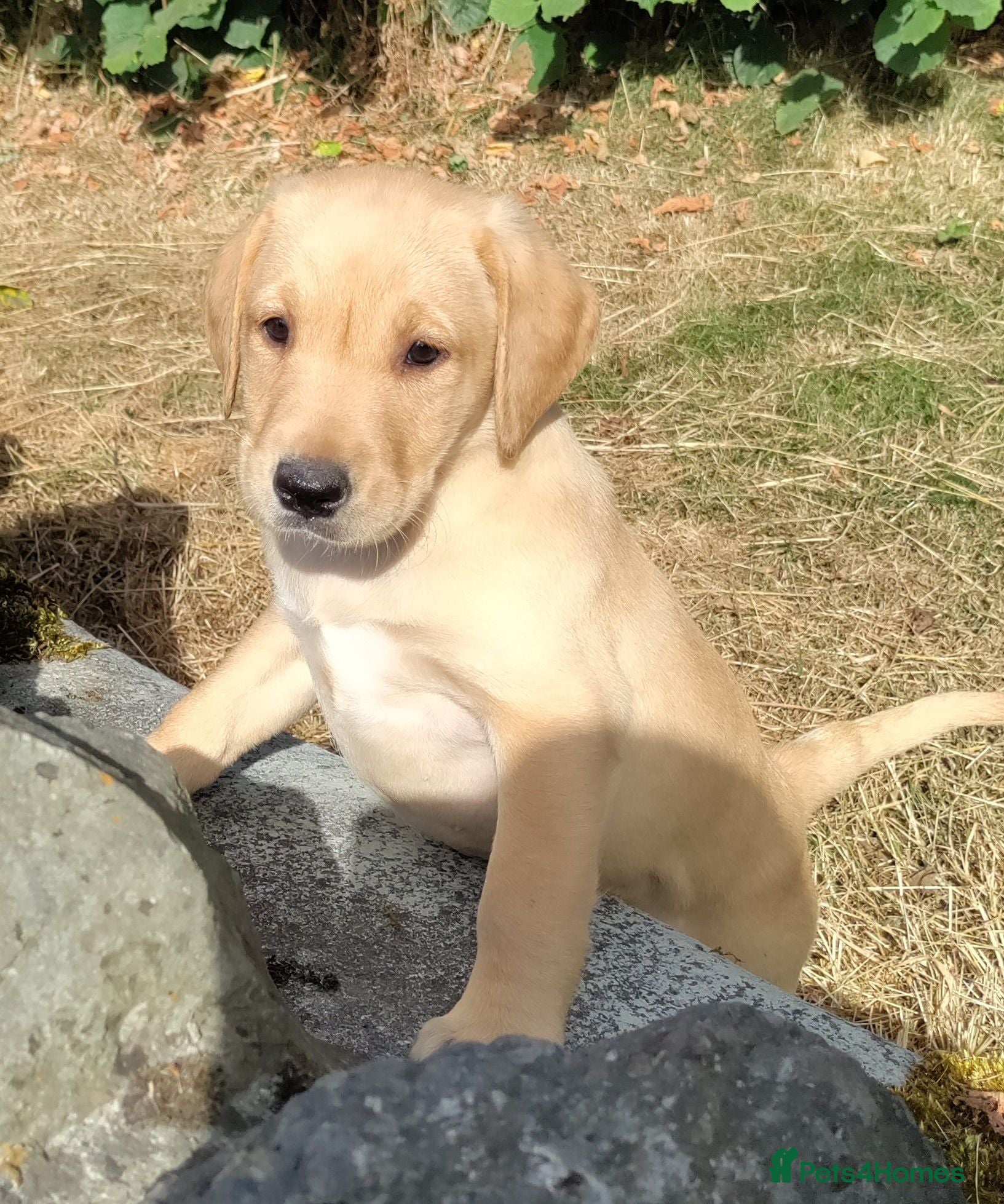 Labrador Retriever dogs Wonderful Labrador pups for sale  - Advert 17