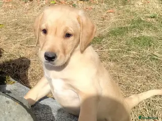 Labrador Retriever dogs Wonderful Labrador pups for sale - Advert 17
