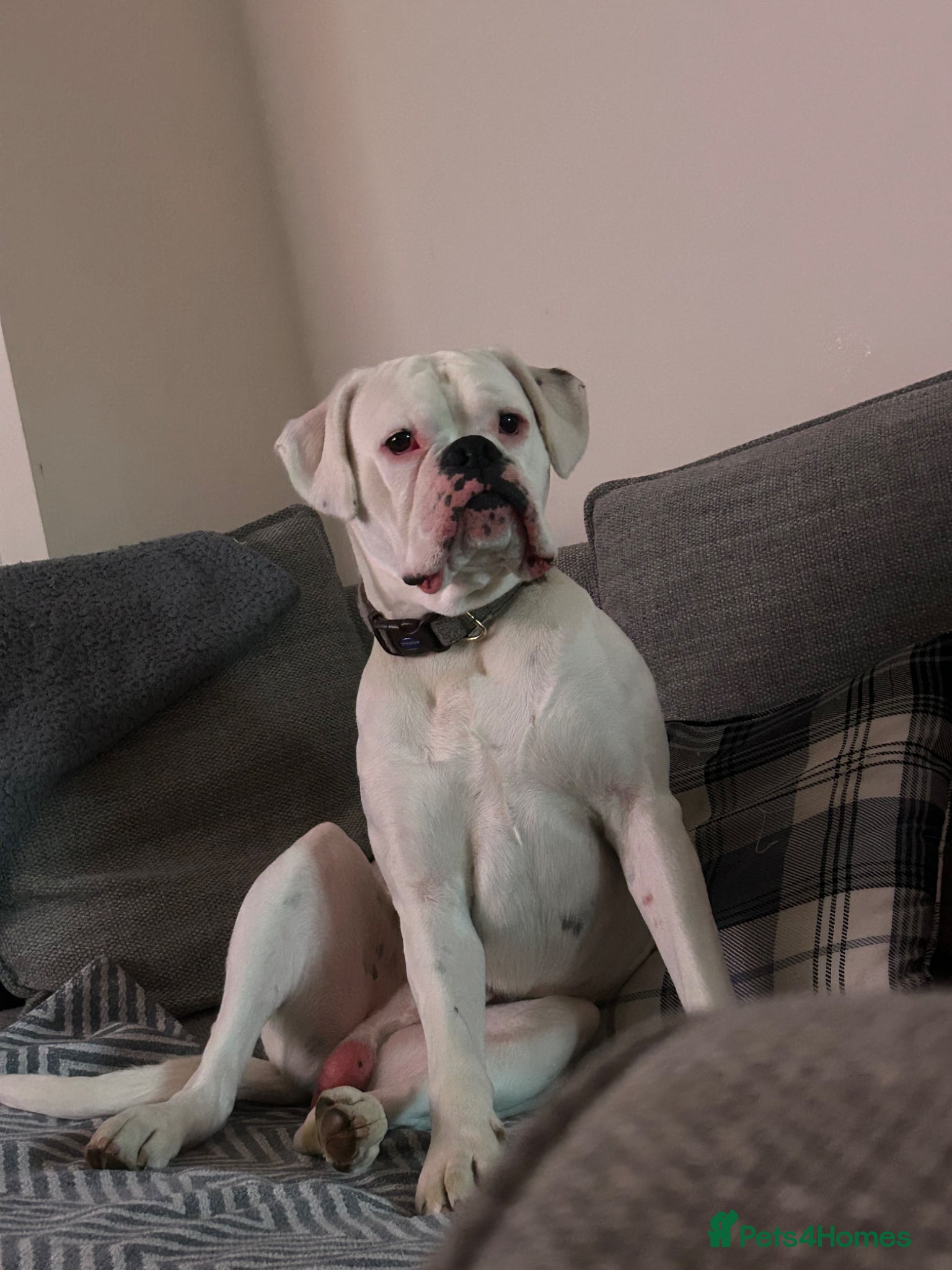 Boxer dogs Boxer re homing  - Advert 1