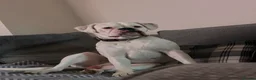 Boxer dogs for sale: Boxer re homing  - Advert 1