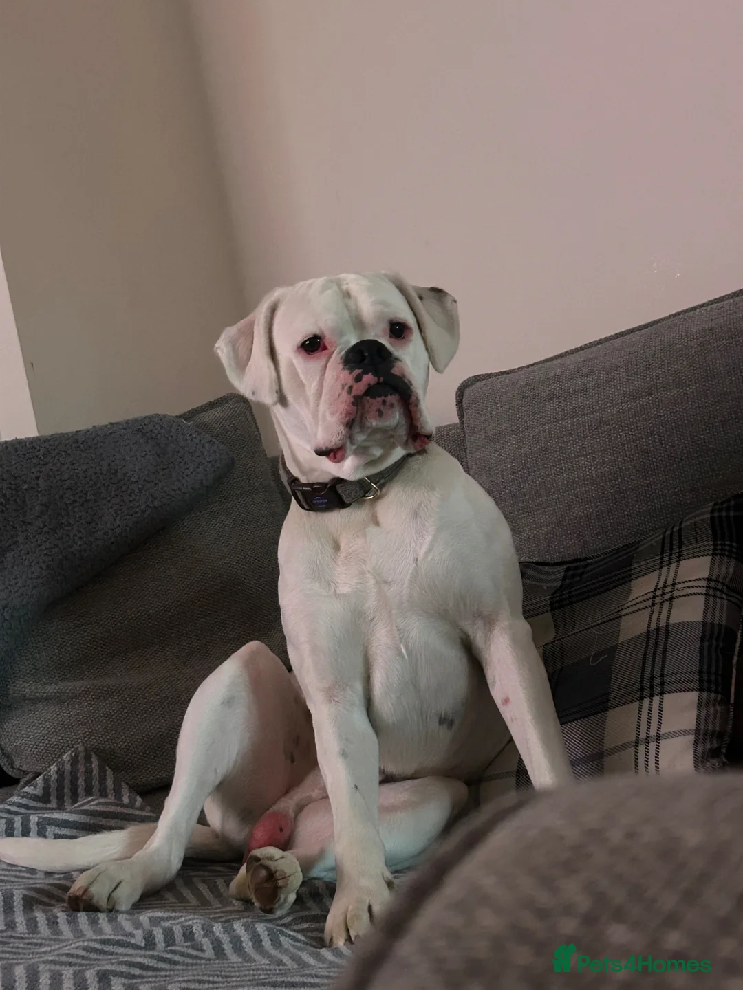 Boxer dogs for sale: Boxer re homing  - Advert 1