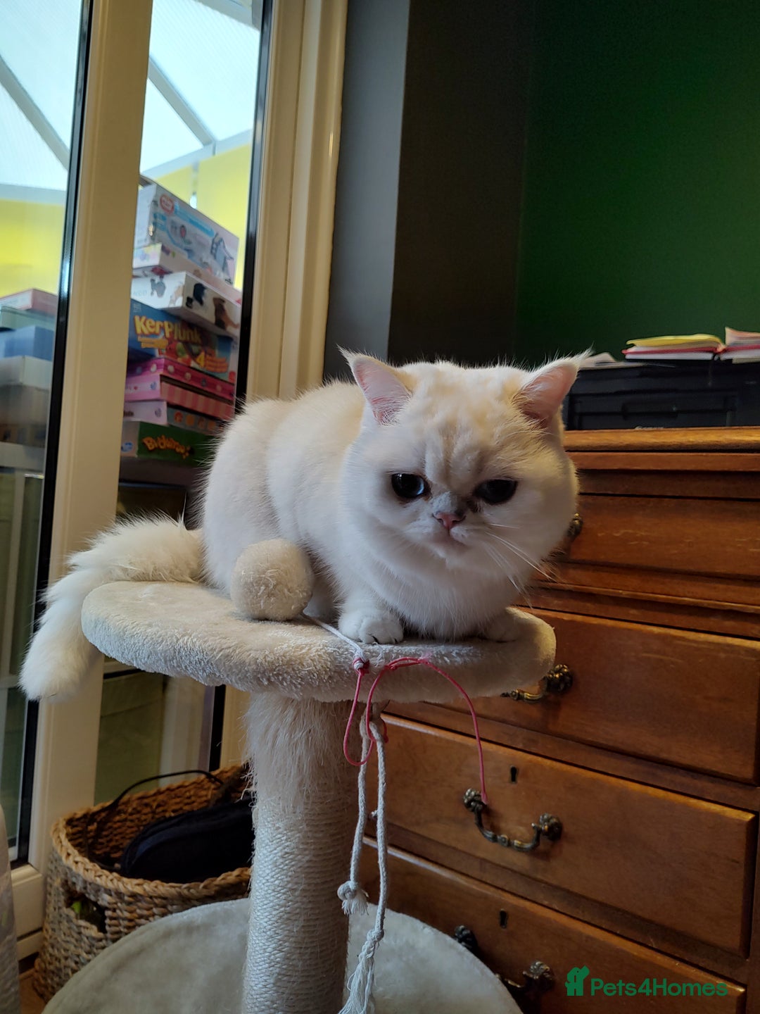 British Shorthair cats for sale: British Shorthair Silver grey Chinchilla  - Advert 1