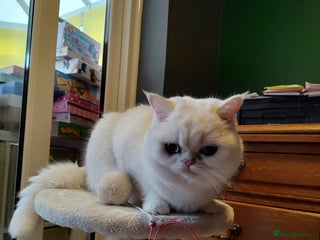 British Shorthair cats British Shorthair Silver grey Chinchilla - Advert 1