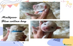 Maltipoo dogs for sale: Fully dna tested Maltipoos  - Image 7