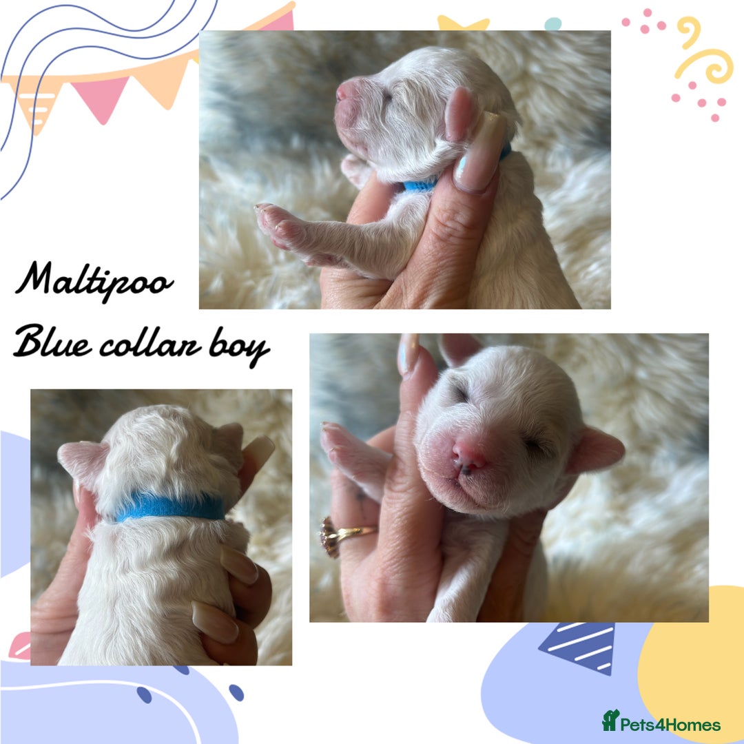 Maltipoo dogs for sale: Fully dna tested Maltipoos  - Image 7