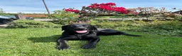 Labrador Retriever dogs for sale:  FTW Sired Working Labrador Pups – Black & Fox Red - Advert 1