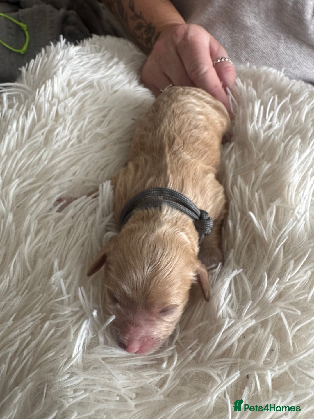 Mixed Breed dogs for sale: Cavapoochon Puppies ** 3 Girls 1 Boy remaining ** - Image 19