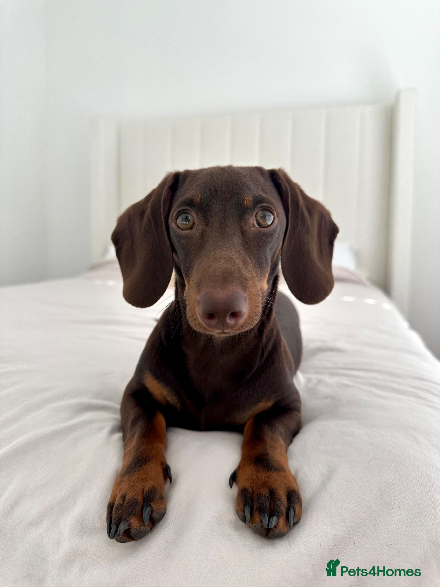 Miniature Dachshund dogs Beautiful chocolate stud  - Advert 2