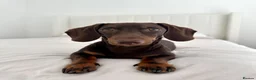 Miniature Dachshund dogs for stud: Beautiful chocolate stud  - Advert 1