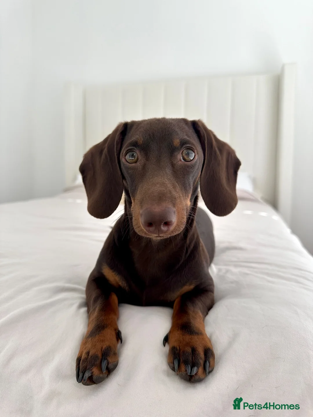 Miniature Dachshund dogs for stud: Beautiful chocolate stud  - Advert 1