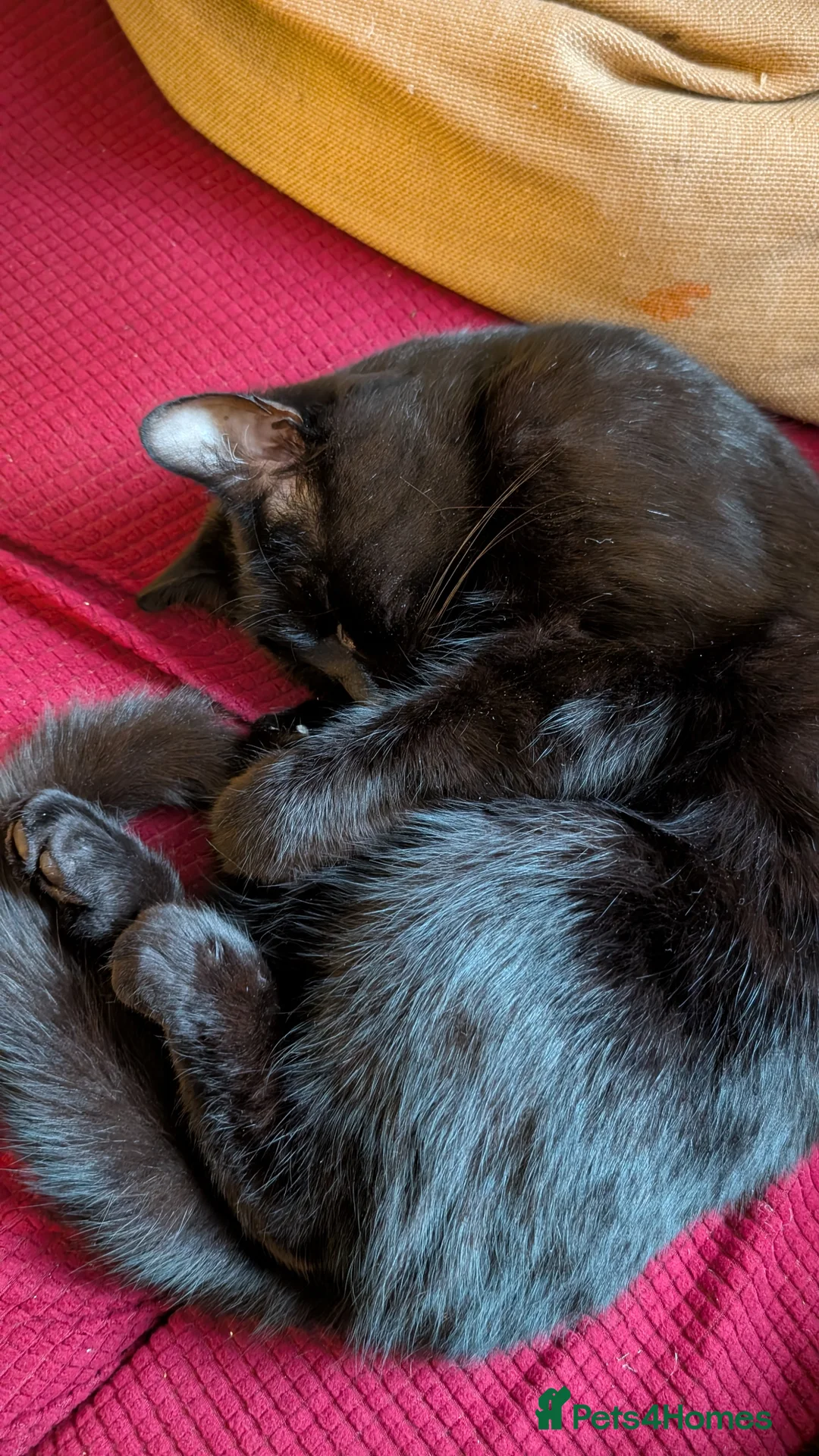 Mixed Breed cats for sale: Merlin, a beautiful black male cat  - Advert 2