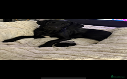 Springador dogs for sale: Beautiful male Labrador pup  - Image 2