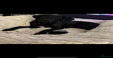 Springador dogs - Advert 3
