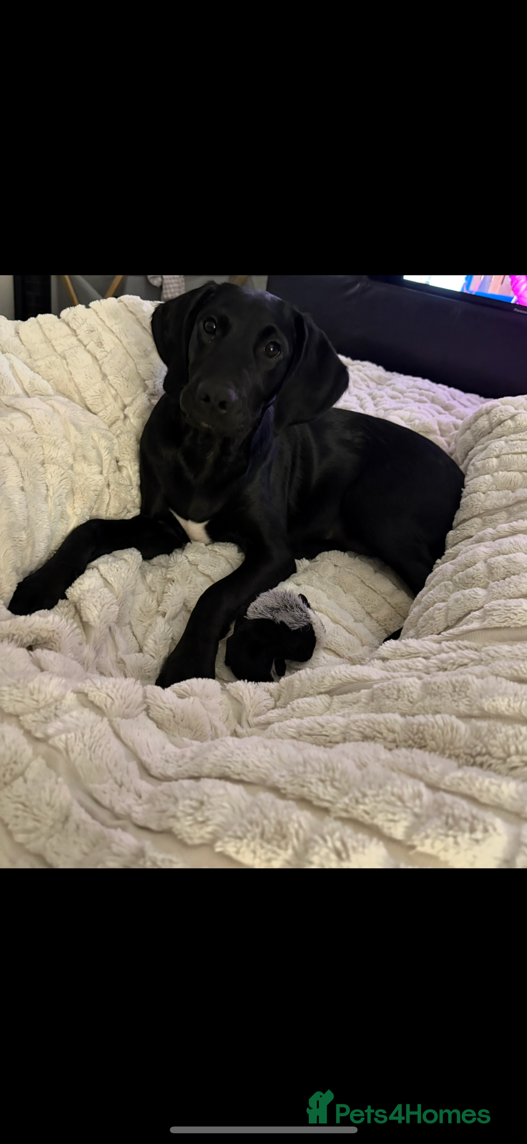 Springador dogs for sale: Beautiful male Labrador pup  - Image 2