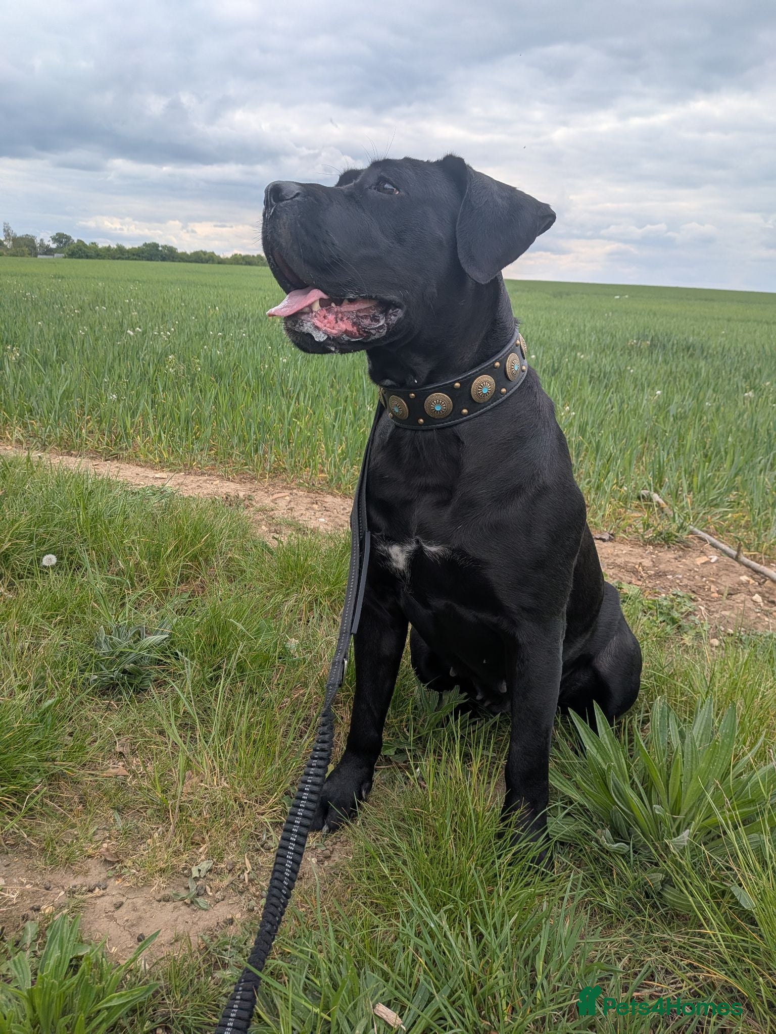 Mixed Breed dogs Mercy for rehoming  - Advert 5