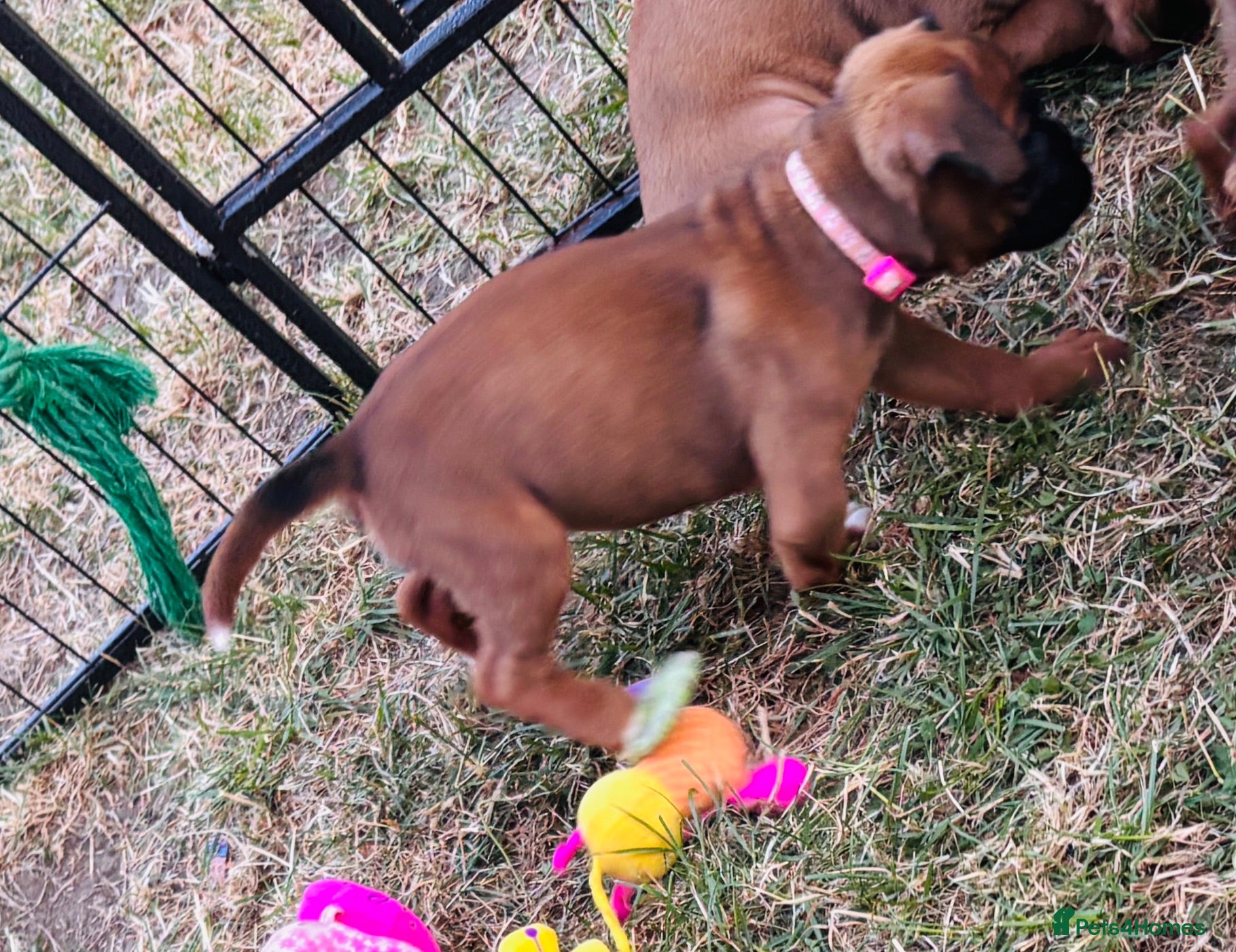 Boxer dogs Boxer puppies  - Advert 15