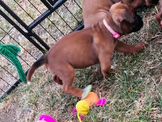 Boxer dogs Boxer puppies - Advert 18