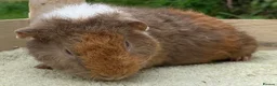 Guinea Pig rodents for sale: Stunning red eyed pure bred Teddy boys/boars - Advert 14
