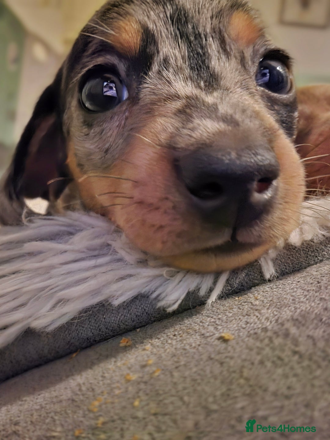 Miniature Dachshund dogs for sale: Amazing miniture dachshund puppies  - Image 7