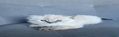Ragdoll 2