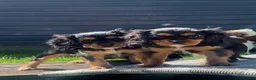 Cavalier King Charles Spaniel dogs for sale: beautiful cavalier King Charles puppies  - Advert 2