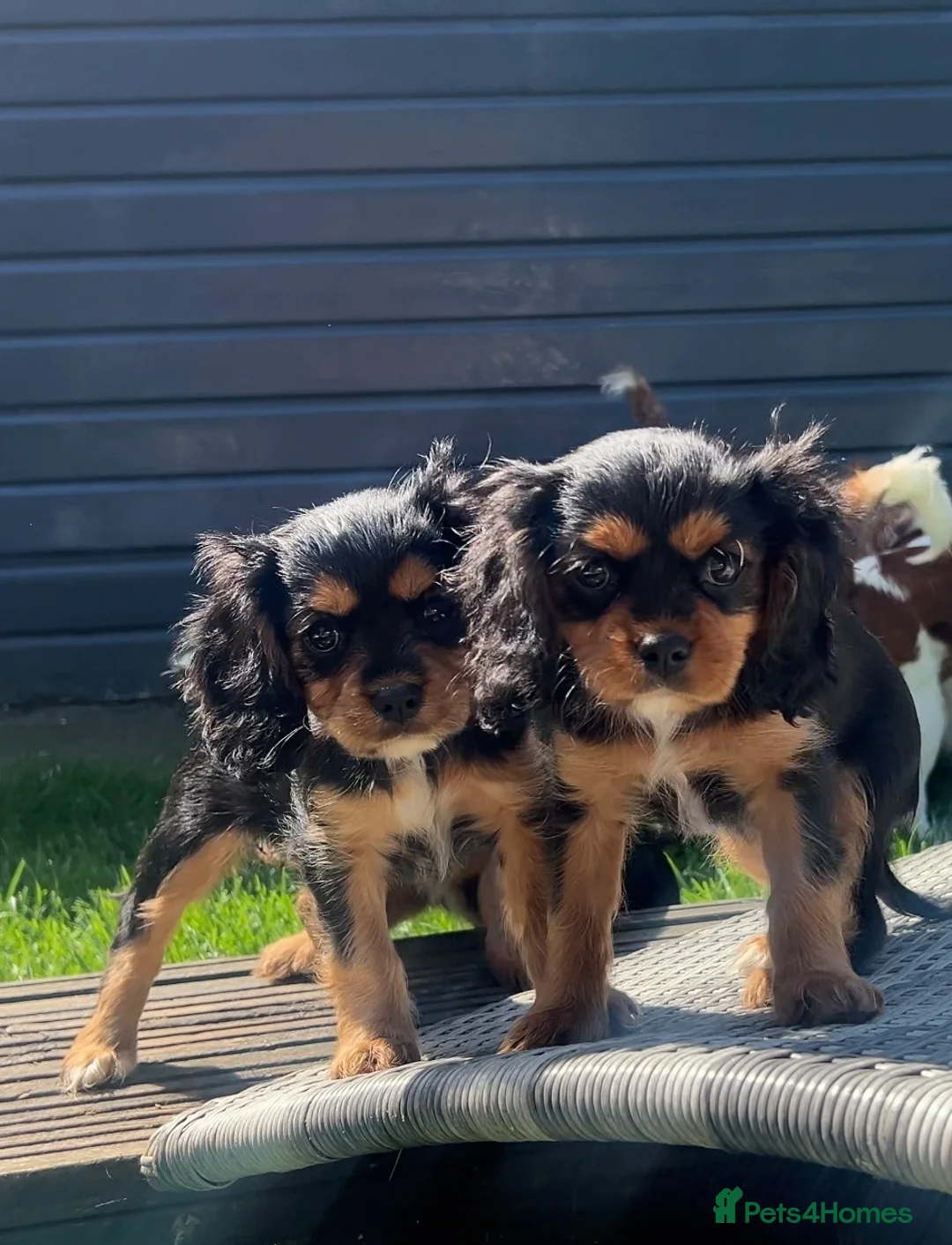 Cavalier King Charles Spaniel dogs for sale: beautiful cavalier King Charles puppies  - Advert 2