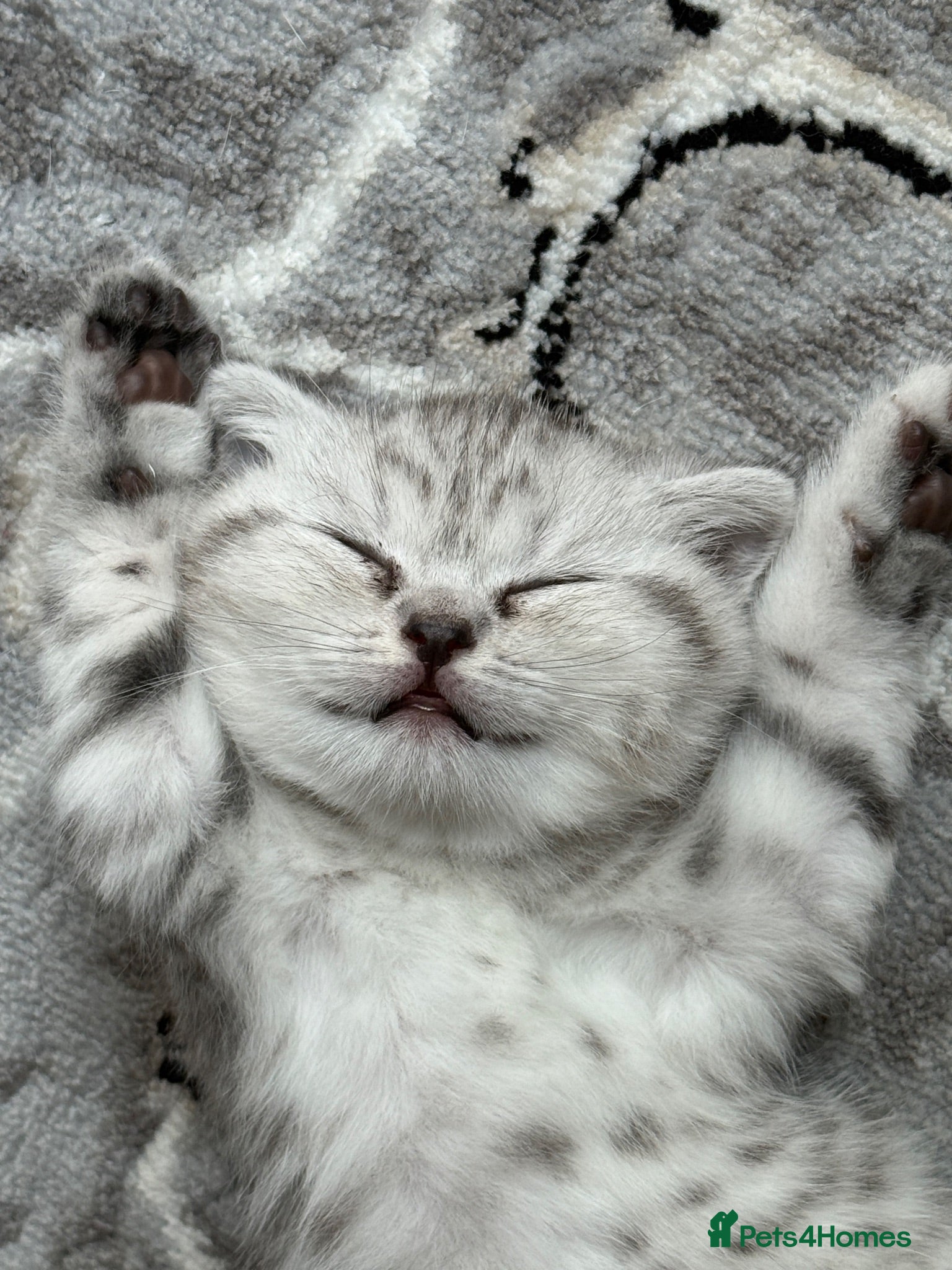 Scottish Fold cats Adorable Scottish Fold Girl Kitten E18 - Advert 1
