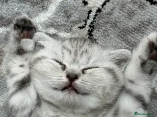 Scottish Fold cats Adorable Scottish Fold Girl Kitten E18 - Advert 1
