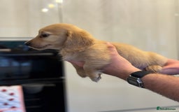 Miniature Dachshund dogs for sale: 🐾KC CREAM Long haired miniature dachshund  - Image 11