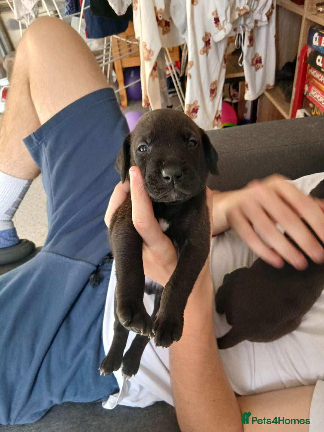 Mixed Breed dogs for sale: Presa canario cross golden labrador - Image 10