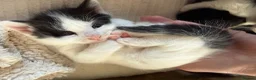 Mixed Breed cats for sale: Mix breed kittens  - Advert 10