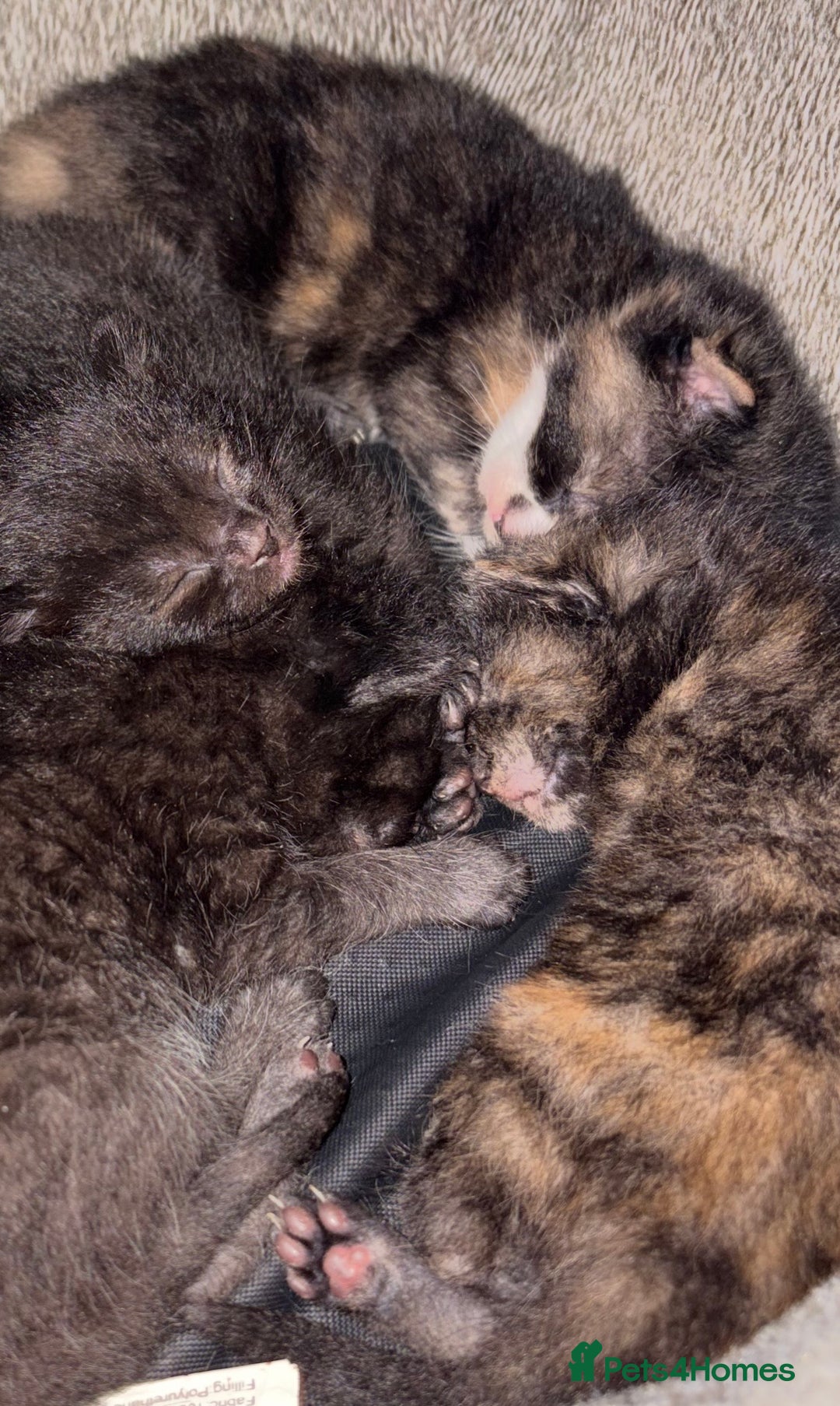 Mixed Breed cats for sale: Stunning Calico Kitten - Advert 4