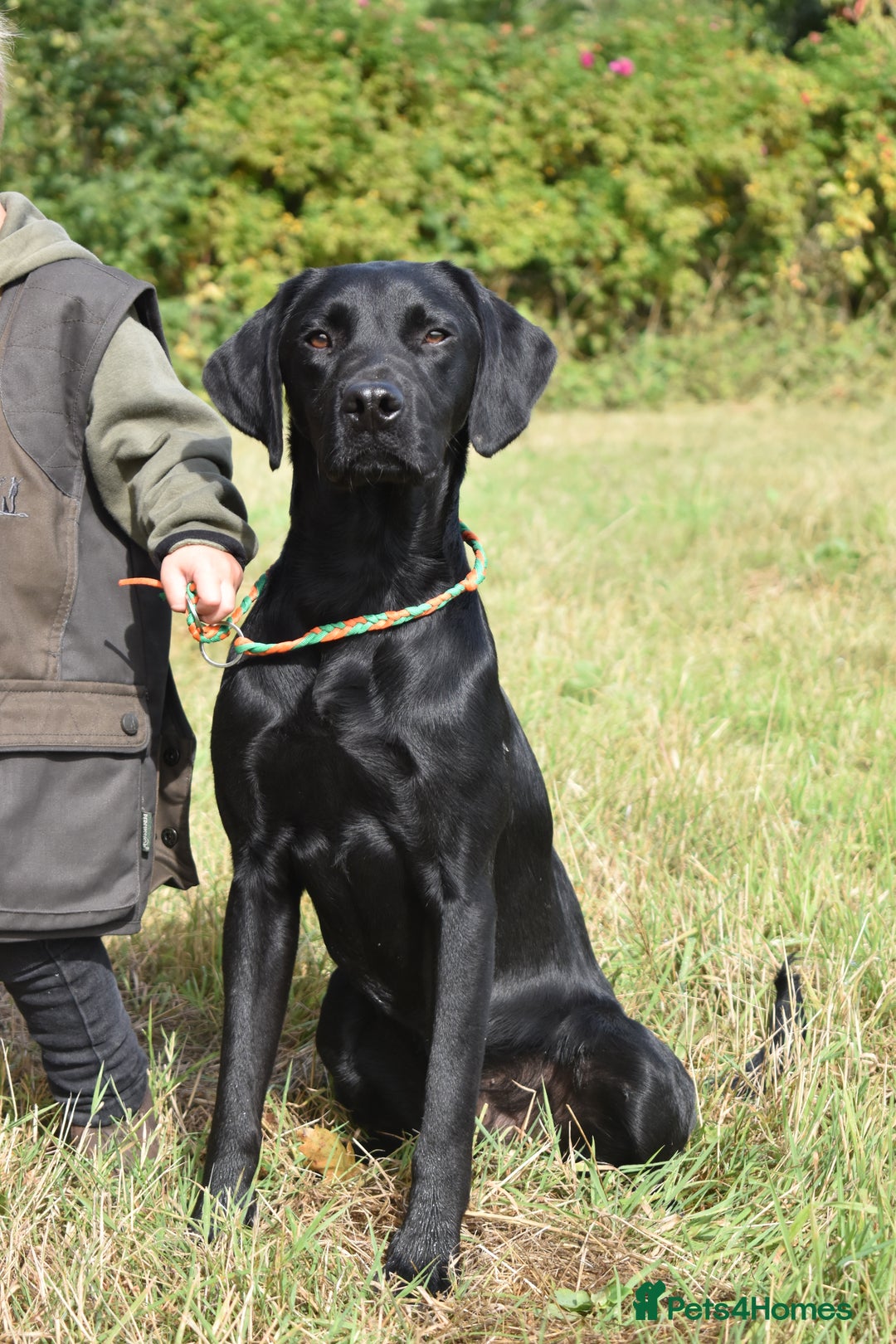 Labrador Retriever dogs for stud: KC health tested proven Labrador stud - Advert 2